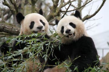 フランスで人気のジャイアントパンダ2頭、予定早め11月に中国に帰国