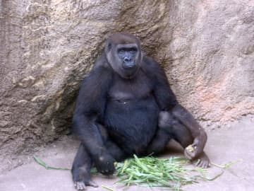 ニシゴリラ「モモカ」仲間入り　10月8日、千葉市動物公園　繁殖目指し上野動物園から