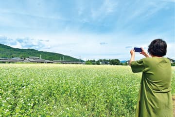 純白の小花、畑一面に…埼玉・秩父で秋ソバの花見頃　春と秋の二期作、今年は10月上旬まで楽しめそう　10月5日には周辺でイベント、もりそばの限定販売も