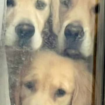 『ちょっと買い物に行こう』と家を出たら、窓際で『4頭の大型犬』が…ものすごく行きづらい『まさかの光景』に7万いいね「最高に可愛い」と絶賛