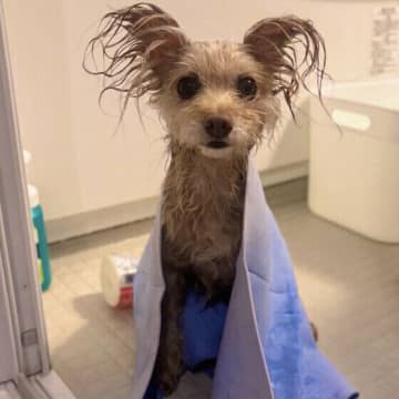 “ニオイ戻り”しない犬のシャンプー＆ドライのコツ　たっぷりの泡がカギ！