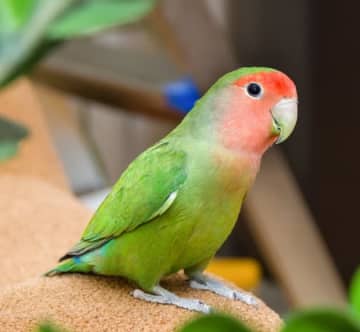 「これが世界一の小鳥だ」バク転からボーリングまで、芸達者すぎるコザクラインコに「信じられない」