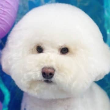 トリミングサロンに行った犬→送られてきた写真を見たら…予想を上回る『まさかの光景』に3万いいね「不服そうで草」「虚無で笑ったｗ」と反響