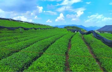中国山岳地帯の貴州省で、地元の特産品が経済成長を牽引