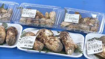 マツタケ“不作”！？猛暑の影響で生育遅れ「今年は小さめ」　埼玉では季節外れの桜開花も