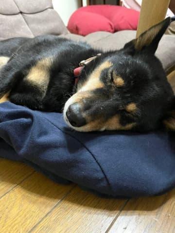 お散歩に苦戦していた元保護犬が、今では毎朝飼い主さんのお子さんに寄り添う「大切な家族の一員」に！