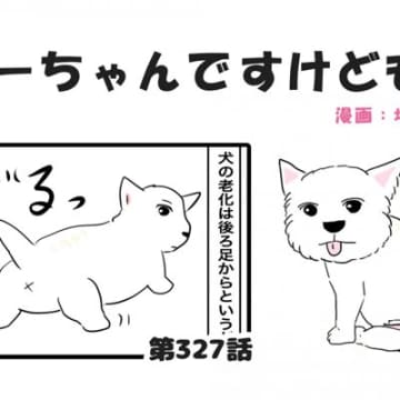 ちーちゃんですけどもっ【第327話】「何でも警戒するちーちゃん」