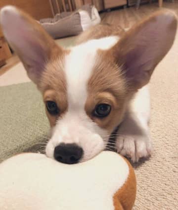 「大きな耳」がチャームポイントのコーギー子犬→3年後も変わらずかわいらしい姿にほっこり！