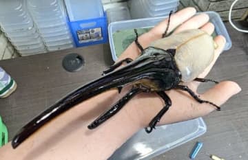 投稿者が「個人的歴史的一匹」と公開した白い羽のカブトムシが話題に！ネットでは「こんな大きさまでなるんですか！？カッコ良過ぎる！！！」と絶賛の声