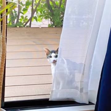 『雨宿りをしていた野良猫』と仲良くなっていって…家の中に入りたがるのでいれてみた結果→心温まる光景が65万再生「前世からの繋がりかも」