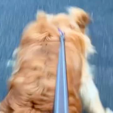 散歩中に大型犬を撫でてくれる夫婦→１ヶ月間会えずに…久々に再会した瞬間『涙が出るほど愛おしい光景』に反響「癒やされる触れ合い」の声