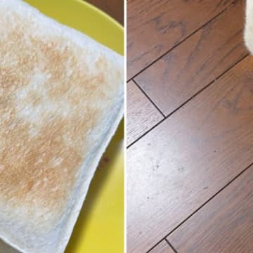 トーストを見ていたら、似ているなと思って…猫のことを上から見てみると→そっくりすぎる模様に２万いいね「ちょうど美味しそうな焦げ具合」
