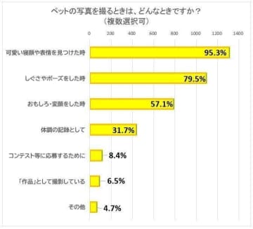 猫飼いさん1,376人に聞いた！猫の写真をいつ撮る？