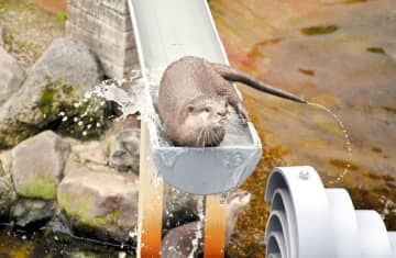 流れる姿、愛らしく　カワウソ「ツツジ」後継者に　市川市動植物園