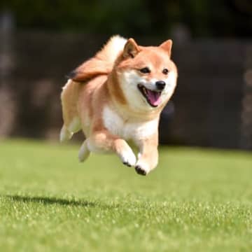 犬が『急にダッシュする』心理５選　いきなり走り出すワケや興奮状態が悪化するタブー行為まで