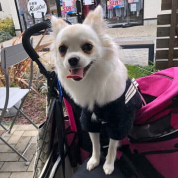 犬からの「助けてサイン」かも？　犬が飼い主さんを頼るときの行動