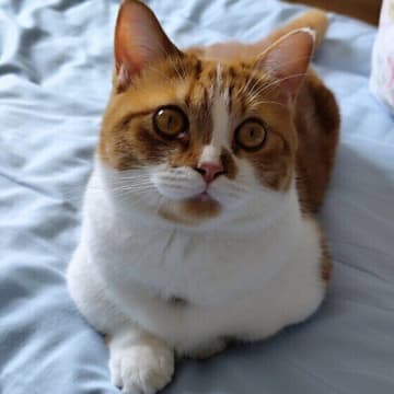 夏→秋・季節の変わり目は猫の健康管理に注意が必要？獣医師に聞いた！