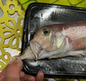 鮮魚コーナーで驚きの光景！甘鯛の口の中に別の魚が…投稿者も思わず「買うしかないと思いました」と即決した幸運の一匹とは