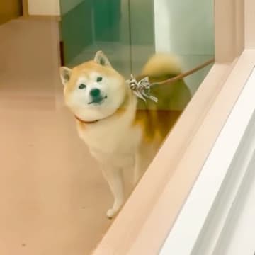 ペットホテルに4時間滞在した犬をお迎えに→家族を発見した瞬間…衝撃のあまり見せた『可愛すぎる行動』が13万再生「表情最高」「爆速退店ｗ」