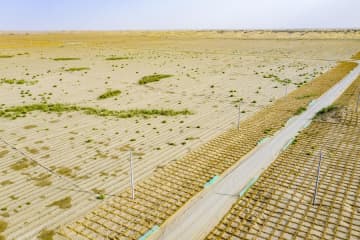乾燥に強い植物ラフマで生態系保護と経済発展両立　中国・新疆ロプノール県
