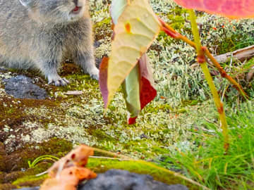 紅葉を眺める姿に胸キュン！　北海道の山で撮られた『エゾナキウサギ』が話題
