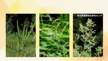 9月に入りせきの症状を訴える患者が増加　“ジグザグ天気”続くなか「秋の花粉症」も…猛暑も影響している可能性