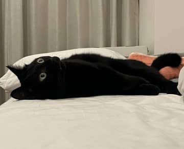 遊び疲れて「電池切れ」？　黒猫がベッドで見せた“虚無顔”に「大丈夫か!?」とツッコミ