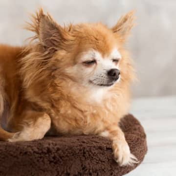 犬が『長寿になってきている』理由４選　健康寿命を延ばす方法や愛犬の長寿化による問題点まで