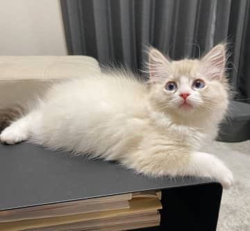 お迎え初日からスリスリ！　人懐っこくて“コミュ力高め”な子猫の成長の様子にほっこり