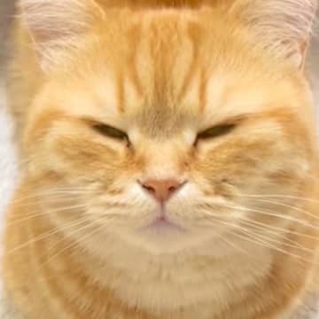 眠そうにしている猫に『ごはん』と言ってみた結果…まさかの可愛すぎる反応が124万再生「最強の言葉」「ちゃんと理解してるよね」