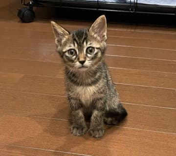 クリクリの目で“無言の圧”をかける生後2カ月の保護子猫→4年後、“貫禄が増した圧”に進化!?