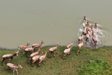 39頭から8500頭に、中国が世界最大のシフゾウ遺伝子バンクを再構築
