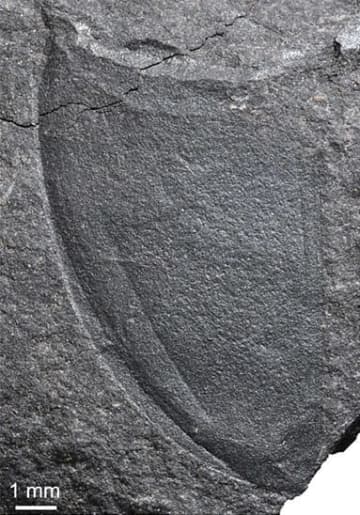 九州初、中生代の昆虫化石を発見　熊本と長崎で、福井県立大など