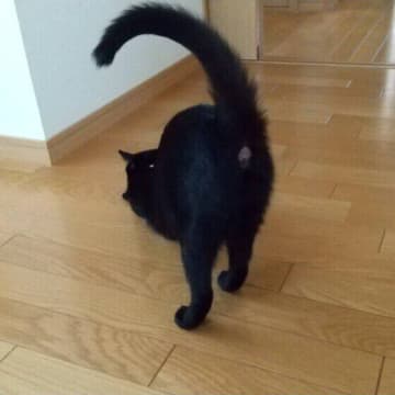 猫がおしりをペタッとつけてくる理由は？ 飼い主が知っておきたい“おしりの不思議”
