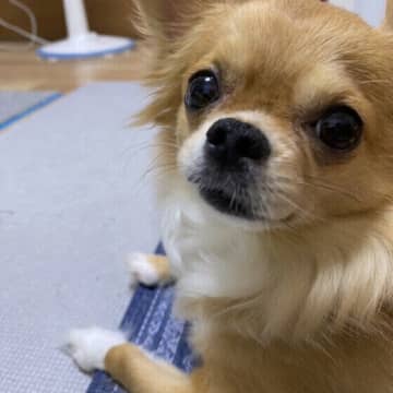TVがついた部屋での就寝はストレス？　身近にある犬のストレスの対処法とは