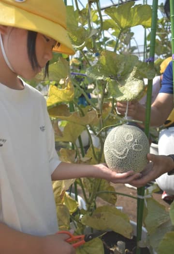 皮に絵や文字　メロンを収穫　筑西・新治小6年生　茨城