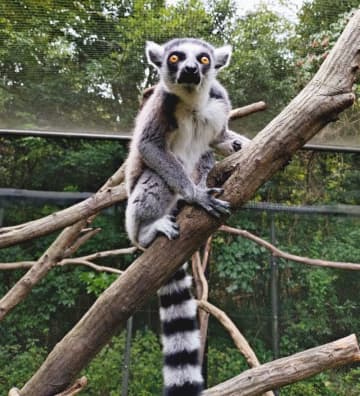 ワオキツネザルが脱走　来園者が飼育舎の外に出ているのを発見、高木へ逃走→夜通し監視し、捕獲　埼玉・大宮公園小動物園　展示が始まったばかりだった