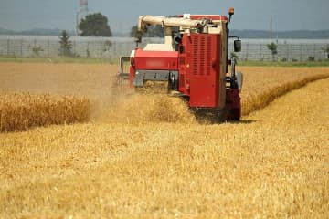 10月期輸入麦価、4.0％引き下げ