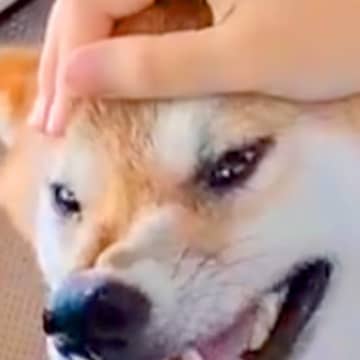 半年ぶりに姉が帰省するため『犬と車でお迎えにいった』結果→喜ぶと思ったら…まさかの『辛辣な表情』に1万いいね「悲報ｗ」「めちゃ笑った」