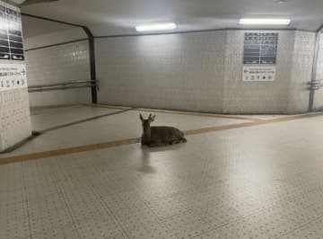 え、なぜそこに…地下道にポツンと座り込む鹿が話題に！そのシュールな光景に「怖いのか可愛いのか異変なのかわからなくて怖い」と困惑の声