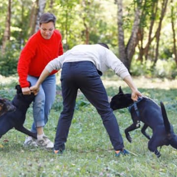 愛犬同士の『相性が悪い』ときに考えられる理由4つ　関係改善のために飼い主が意識したいポイントも解説