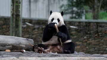 パンダの「小奇跡」、エレガントに食事　中国四川省