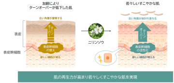 「ニリンソウ」が肌の再生力を高め若々しい状態に導くことを発見　～表皮幹細胞の活性化により加齢に伴い低下するターンオーバーを改善～