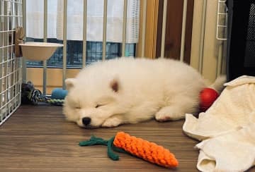 「動くぬいぐるみのようにかわいかった」サモエド子犬→1才になり、ぐんと成長した現在は“幸せの塊”のような存在に