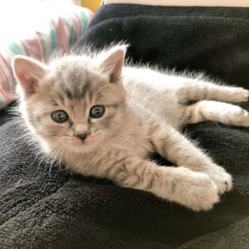 ケージの1番後ろに控えめに座っていた保護子猫をお迎え→現在は「こだわりが強くビビり」だけど表情豊かなかわいい猫に