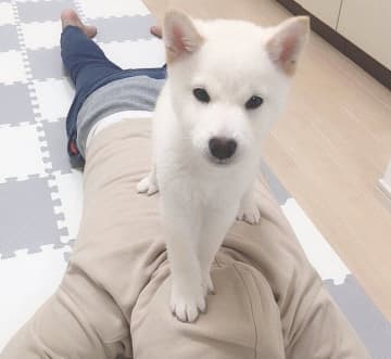 飼い主の弟の背中に乗って“誇らしげな顔を見せる”柴の子犬→4年後も変わらない“特別な関係”にほっこり！