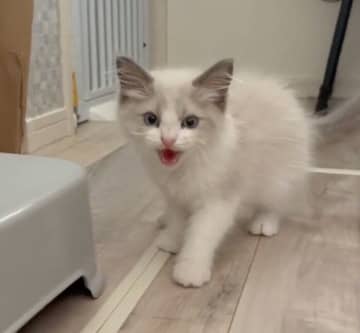 「初対面の飼い主の妹」を威嚇していた子猫→10分後にはメロメロに！　警戒心ゼロな爆睡姿にクスッ
