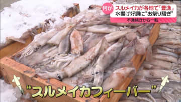 “スルメイカフィーバー”不漁続きから一転、水揚げ好調　クロマグロも豊漁…厄介者に？