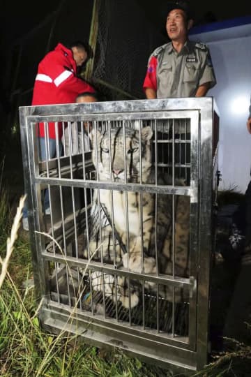 動物園からユキヒョウ脱走　中国青海、当初発表せず