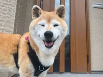 長かった酷暑を乗り切った柴犬マロたん、秋の気配を感じながら過ごす日々がやってきた！